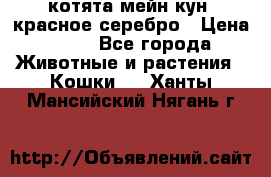 котята мейн кун, красное серебро › Цена ­ 30 - Все города Животные и растения » Кошки   . Ханты-Мансийский,Нягань г.